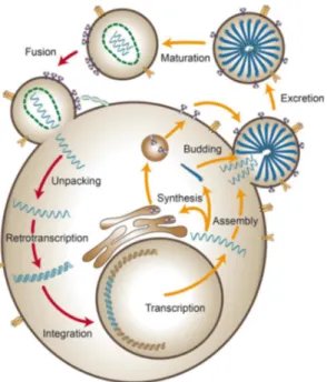 Fig 6. Schematic representation of the HIV life cycle inside a host cell. (Adapted from Cervera et al., 2019)  The binding and the entry pathways consist in a multi-step process that starts with the binding of the viral  protein  gp120  to  the  host  cell