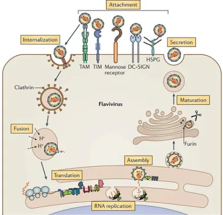 Fig 2. Flavivirus replication cycle. DC-SIGN: C-type lectin; TIM: T cell immunoglobulin  mucin domain protein 1; TAM:  tyrosine protein kinase receptor 3 (TYRO3)–AXL–MER; HSPG: heparan-sulfate proteoglycans