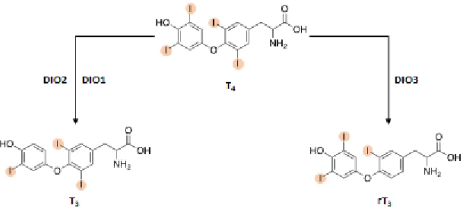 Figure 3: TH deiodination reactions. T4 is activated by the catalytic activity of DIO1 and DIO2 to