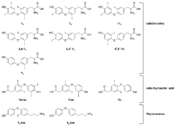 Figure 7: Chemical structures of some of the main TH metabolites.
