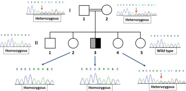 Figure 9: DEHAL1 genotypic investigation of the index patient’s family. The father (I-1) and the