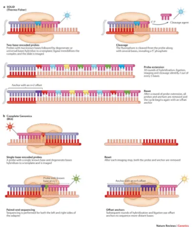 Figure 2: SBL methods. Summary of the SBL approaches by SOLiD (a) and Complete Genomics (b)