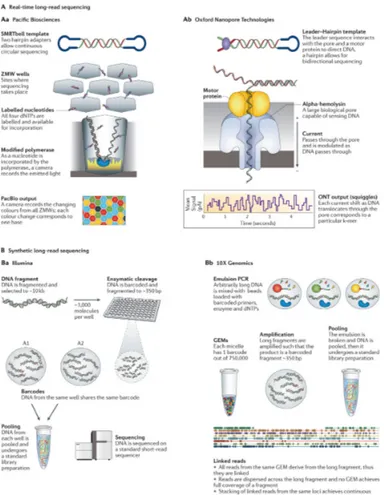 Figure 5: Long-read sequencing approaches. Diﬀerent strategies used to generate long reads: SMRT sequencing by PacBio (Aa), nanopore sequencing by ONT (Ab), Synthetic long-read sequencing by Illumina (Ba) and 10X Genomics (Bb)