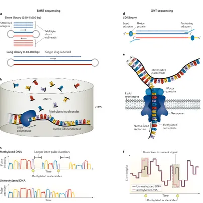 Figure 6: Detection of base modifications with SMS. Dif- Dif-ferent strategies used to identify nucleotides epigenetically mofified using SMS: SMRT sequencing by PacBio (a,b,c) and nanopore  se-quencing by ONT (d,e,f)