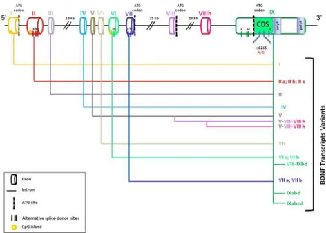 Figure  5.  The  human  BDNF  gene,  its  possible  transcription  initiation  sites  and  the  corresponding different transcripts (from Cattaneo et al., 2016)