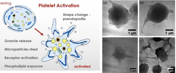 Figure  8:  Resting  and  activated  platelets.  Left  panel:  platelet  rearrangements  with  activation (from memorang: the physiology of coagulation); right panel: the different grade  of platelet shape changes during progressive activation (from Yang e