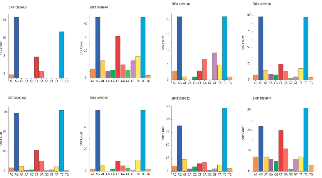 Figure 6: SNVs identified in SARS-CoV-2 transcriptomes by JACUSA. The bar charts show the number of SNVs for each 2019-nCoV transcriptome (e.g
