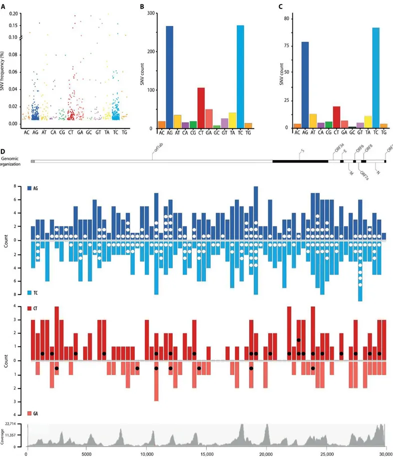 Figure 8: Total SNV identified in SARS-CoV-2 transcriptomes. (A) Allelic fraction and (B) number of SNVs for each nucleotide  change in the entire dataset and (C) for SNVs recurring in at least two samples