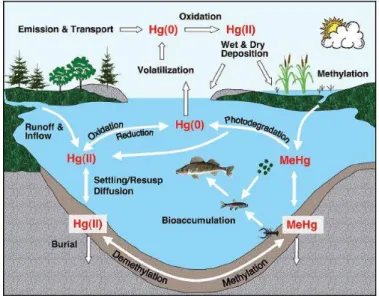 Figura 2 Schema del ciclo biogeochimico del mercurio (tratto da http://digibuo.uniovi.es) 