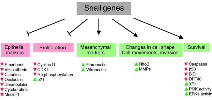 Figure  4.  Downstream  targets  of  Snai1.  Snai1  gene  expression  induces  the  loss  of  epithelial  markers and the gain of mesenchymal markers, as well as inducing changes in cell shape and changes  related to morphology and to the acquisition of mo