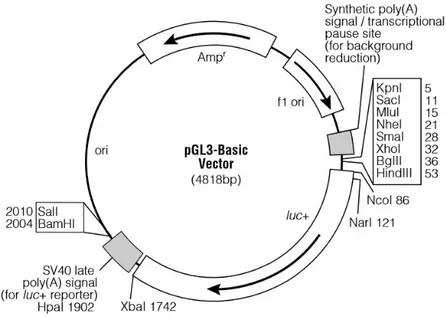 Figure 11. pGL3-Basic vector circle map. Graphic representation of the pGL3-Basic vector used  for  cloning