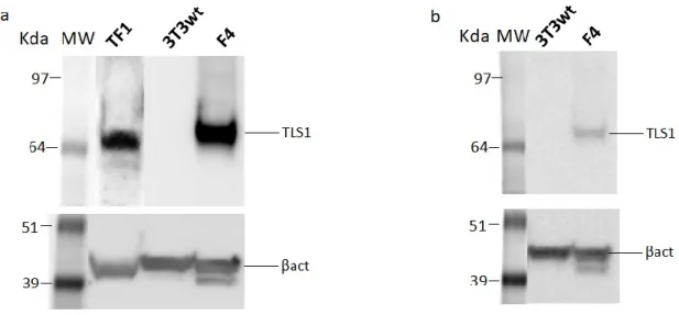 Fig. 24 Western Blot results of cell lysates. The PVDF membrane was tested with α-TLS1 and α-