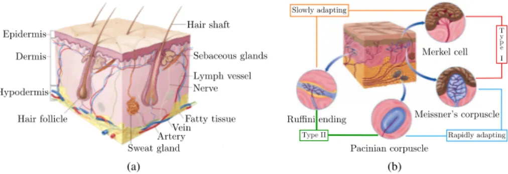 Figure 1.1: Human skin: (a) main layers and components, (b) types of mechanoreceptors whose function is to perceive vibrations and indentation of the skin