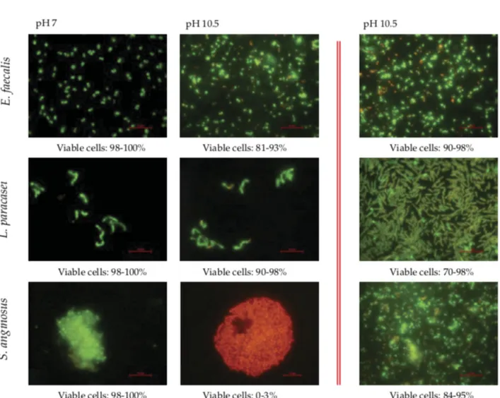 Figure	 1.	 Fluorescence	 micrographs	 using	 Live/Dead	 fluorescence	 staining	 for	 bacterial	 viability.	 Cells	 stained	 fluorescent	 green	 represent	 viable	 cells,	 whereas	 cells	 stained	 fluorescent	red	are	nonviable	or	damaged.	In	the	first	colu