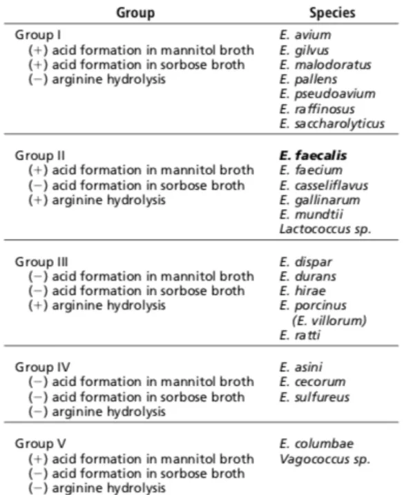 Table	2.	Categorization	of	Enterococcus	species	and	two	physiologically	related	gram-positive	 cocci	based	on	phenotypic	characteristics	