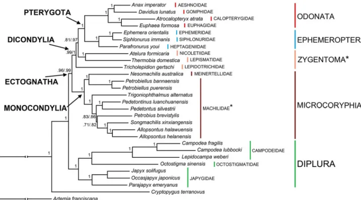 Figure 1. Bayesian phylogeny based on the concatenated set of 13 mitochondrial protein-encoding genes of the following basal hexapod lineages used in this study: Campodea fragilis DQ529236, Campodea lubbocki DQ529237 and Lepidocampa weberi JN990601 (Campod