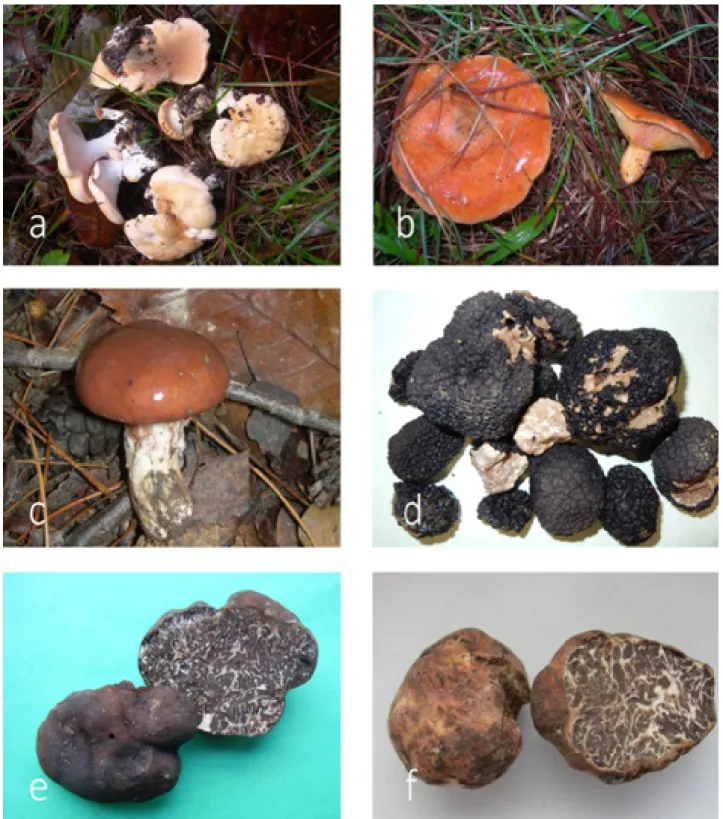 Fig. 3. Some of the edible fungi found in this study.  Fig. 3 – Alcune delle specie eduli reperite in questo studio