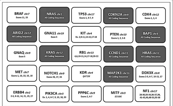 Fig. 1  The Italian Melanoma Intergroup (IMI Somatic DNA panel) used for genetic testing including 343 amplicons, size range 125–175 bp, 