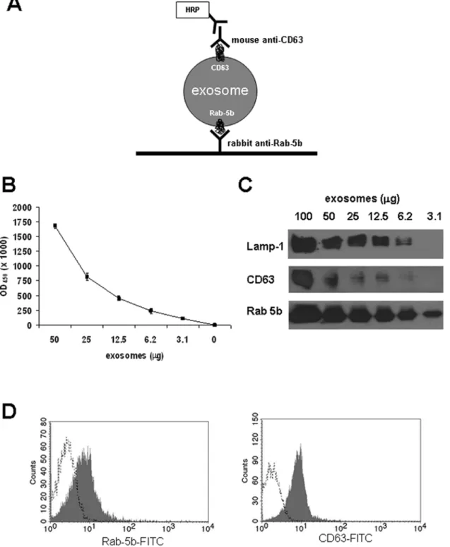 Figure 1. Detection of exosomes purified from cell culture supernatants of human melanoma cells