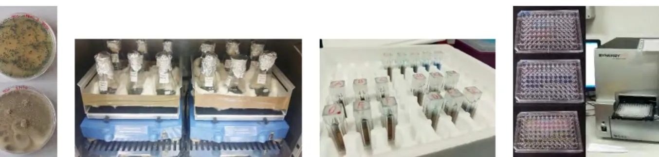 Fig. 1a Trichoderma piluliferum; 1b Penicillium daleae. Fig. 2 Batch fungal cultures. Fig