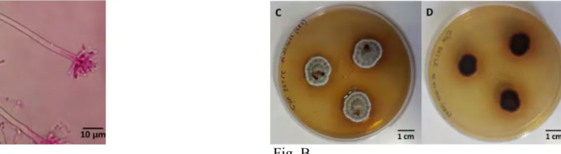 Fig. A    Fig. B 