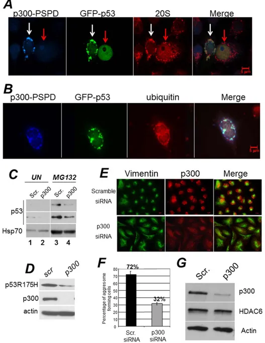 Figure 7. A-B. The p300-PSPD brings p53 in cytoplasmic aggregates. Hek293 cells were co-transfected with a vector expressing epitope tagged GAL4-PSPD and p53