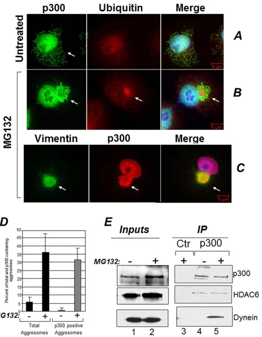 Figure 1. p300 localizes in aggresomes. A–C. Cos7 cells were treated with DMSO (A) or treated with 5 mM MG132 for 16 hours (B–C) and cells were stained with a monoclonal mix of anti-ubiquitin (A and B), the anti-p300 polyclonal C20 antibody (A–C), or anti-