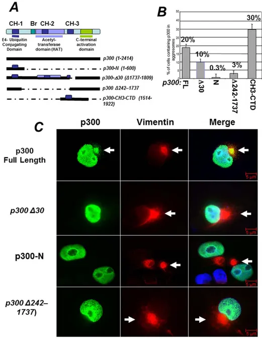 Figure 3. Identification of the structural domain of p300 responsible for localization into aggresomes