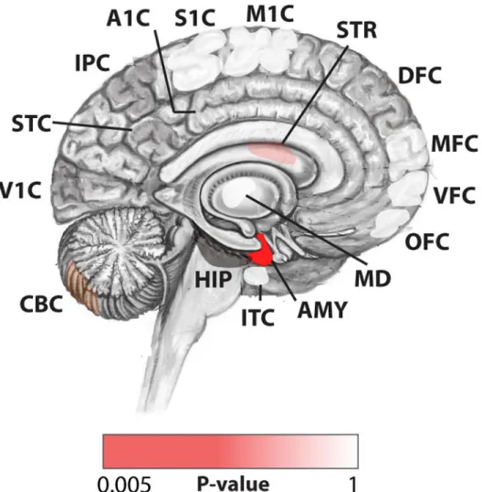 Figure 3. Post-zygotic mutations implicate the prenatal amygdala in ASD