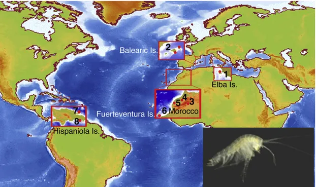 Figure 1. Metacrangonyctid Species Distribution