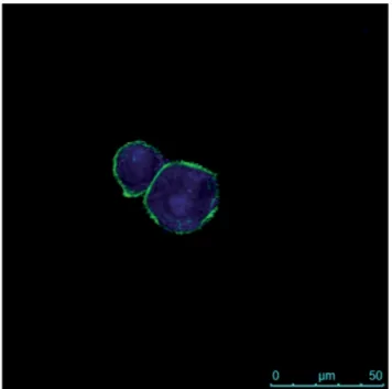 Fig. 15 Fluorescence image of PANC-1 cells after 30 min of contact with HA –FA–NEG–OA–8 material and after 2 h internalization