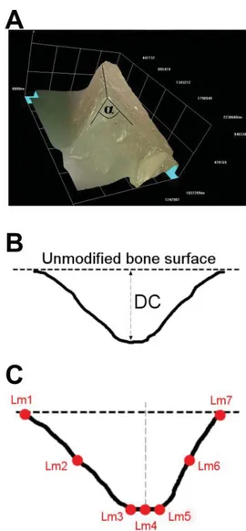 Figure 1. A: 3D image of the active edge of the burins. B:  depth of cut measured on the cross-sections; C:  landmarks placed on the cross-sections