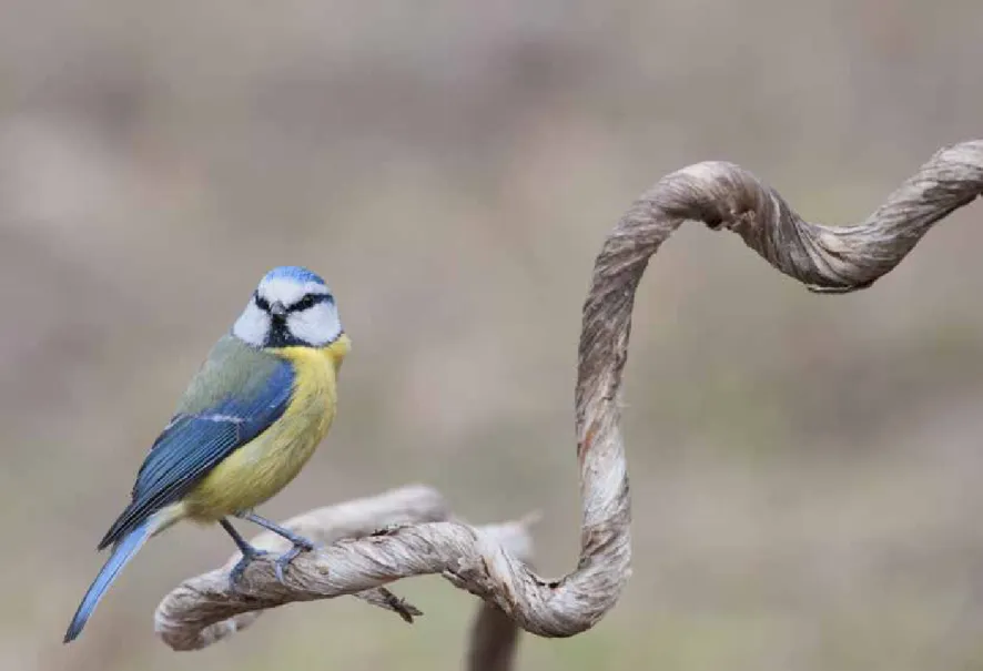 Foto di Giovanni Bencini