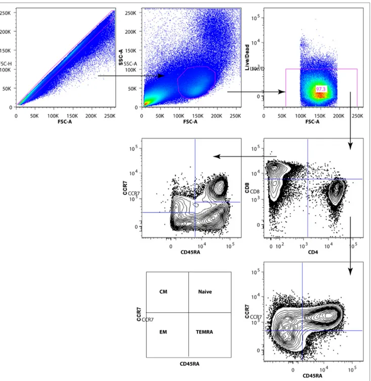 FigUre 2 | Gating strategy for subpopulations of CD4 + and CD8+ T cells. After exclusion of dead cells and doublets, total T cells were identified by CD3 surface  expression