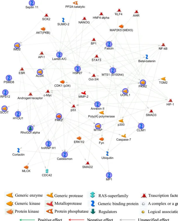 Fig. 4. MetaCore protein network. MetaCore analysis was used to map identiﬁed proteins (blue circles) on existing mammalian pathways and networks, according to known protein- protein-protein interactions and other features established in the literature