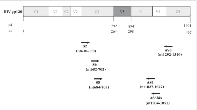 FIGURE 1 - Location on HIV-1 gp120 coding region of the primers used for the amplification and sequencing of the