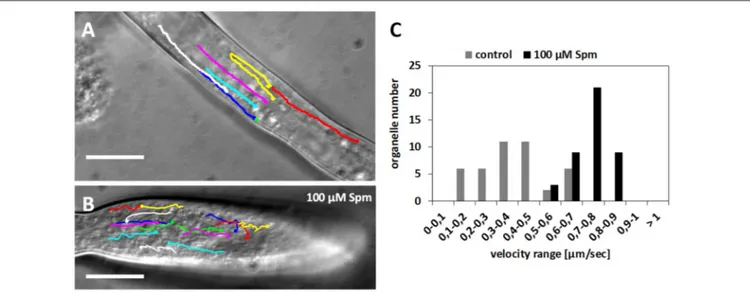 FIGURE 7 | Velocity distribution of organelles in control and Spm-treated pear pollen tubes