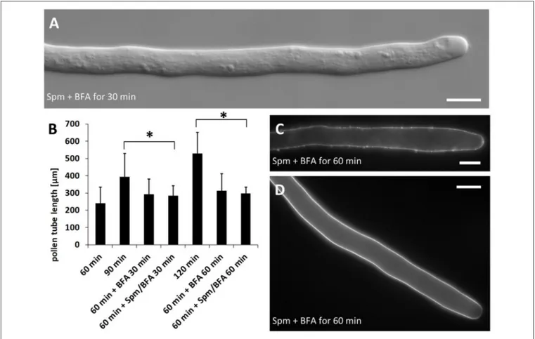 FIGURE 8 | Effects of treatment with Brefeldin A (BFA) and Spm on pear pollen tube length and cell wall components