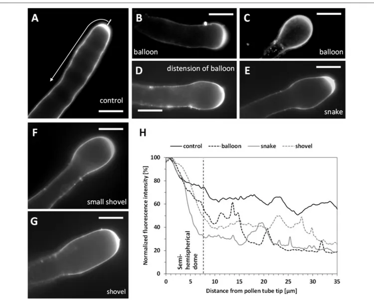 FIGURE 9 | Pectin distribution in control and Spm-treated pear pollen tubes. (A) Distribution of PI-stained cell wall polysaccharides in control pollen tubes