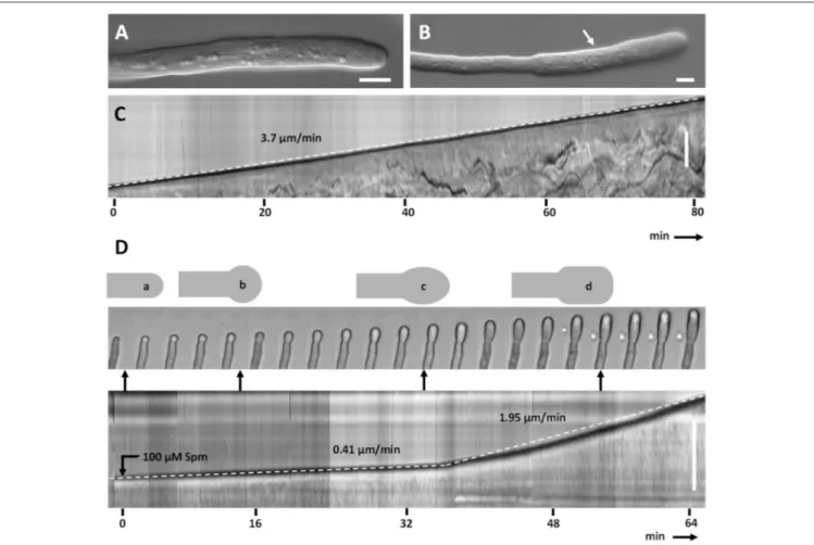 FIGURE 2 | Kymograph analysis of pear pollen tubes after Spm treatment. (A) DIC view of a control pollen tube