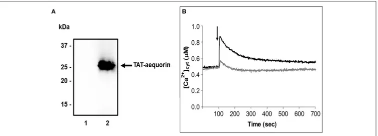 FIGURE 3 | Spm affects cytosolic Ca 2+ concentration in germinating pear pollen. (A) Immunoblot analysis assessing the delivery of TAT-fused aequorin into germinating pollen
