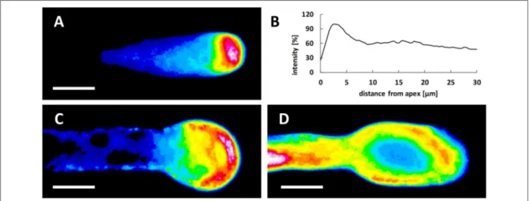 FIGURE 4 | Treatment with Spm dramatically modifies the pH gradient at the pear pollen tube apex