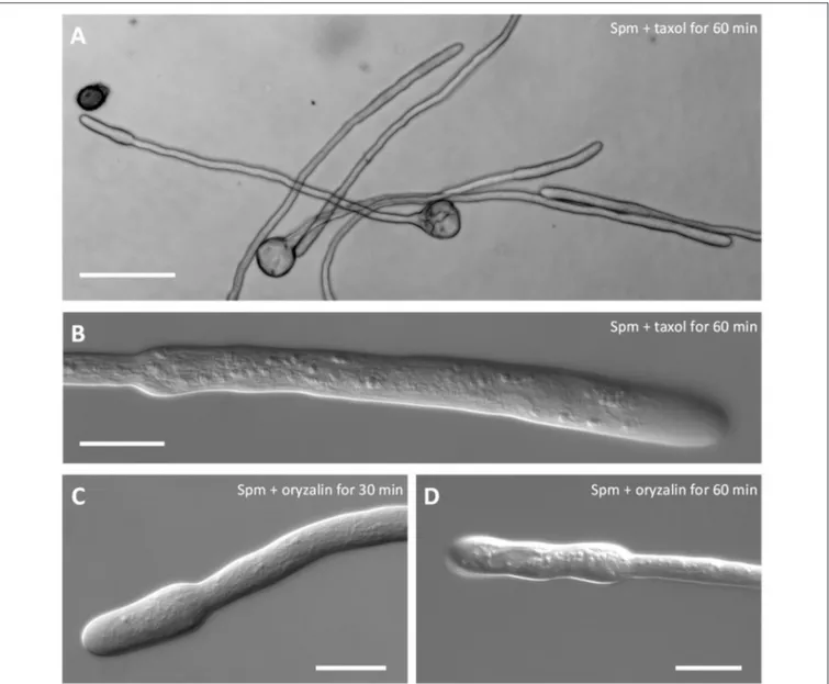 FIGURE 6 | Co-treatment of pear pollen tubes with Spm and microtubule inhibitors. (A) DIC view of pollen tubes after co-treatment with Spm and taxol