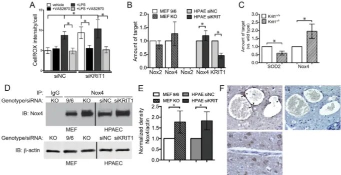 Figure 3.  Loss of KRIT1 increases production of ROS via up-regulation of Nox4. (A) CellROX ® Green  fluorescence in negative control (NC) and KRIT1 siRNA transfected HPAEC treated with the Nox inhibitor  VAS2870, +/−1 µg/mL LPS