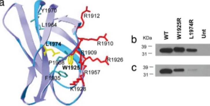 Fig. 2. Expression of recombinant wild-type and mutant Hep-II domains of