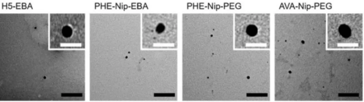 Figure 7. TEM images of the silver nanocomposite hydrogels: H5-EBA, PHE-Nip-EBA, PHE-Nip-PEG, and AVA-Nip-PEG.