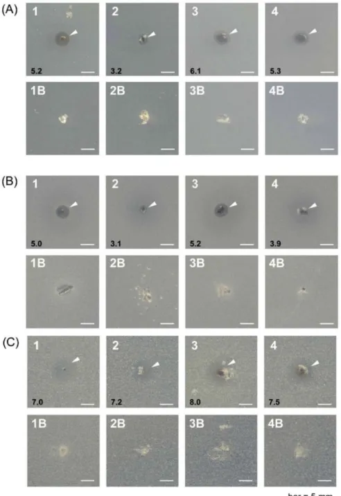 Figure 9. Antimicrobial activities of silver nanocomposite hydrogel (1–4) and native hydrogel (1B–4B) against Escherichia coli (A), Bacillus subtilis (B), and Saccharomyces cerevisiae (C)