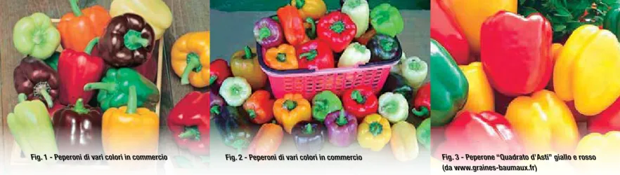 Fig. 2 - Peperoni di vari colori in commercio Fig. 3 - Peperone “Quadrato d’Asti” giallo e rosso  (da www.graines-baumaux.fr)