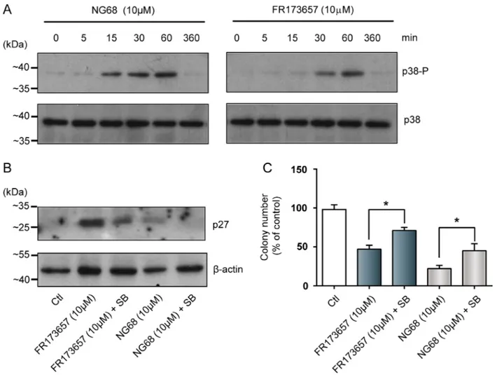 Figure 7: CP-B2RAs promote increased levels of the cell-cycle inhibitor p27kip and reduce clonogenic growth through  p-38-dependent pathways