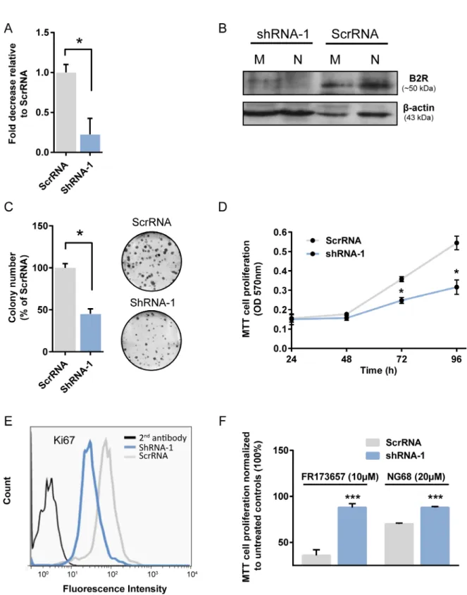 Figure 8: Stable B2R knockdown affects basal growth and cytocidal activity of CP-B2RAs in MDA-MB-231 cells